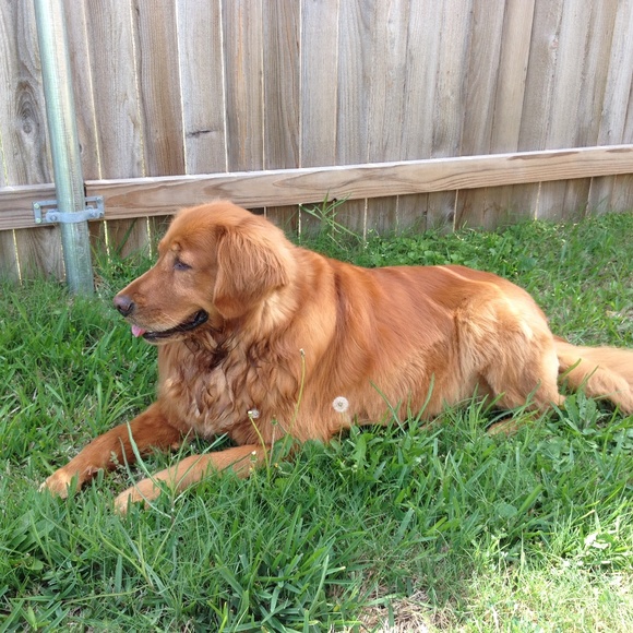 Meet your Posher Athena Rose - Picture 10 of 16